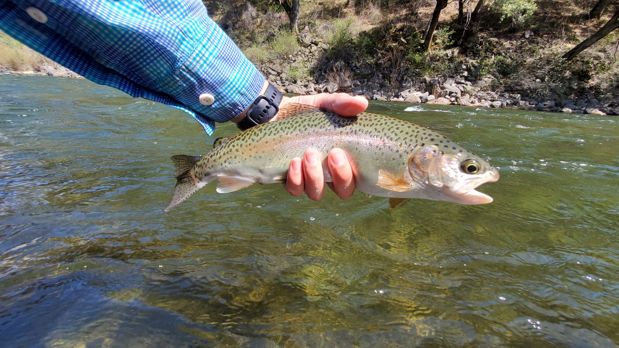 First Upper Sacramento River Trip Keep Calm and Fly Fish