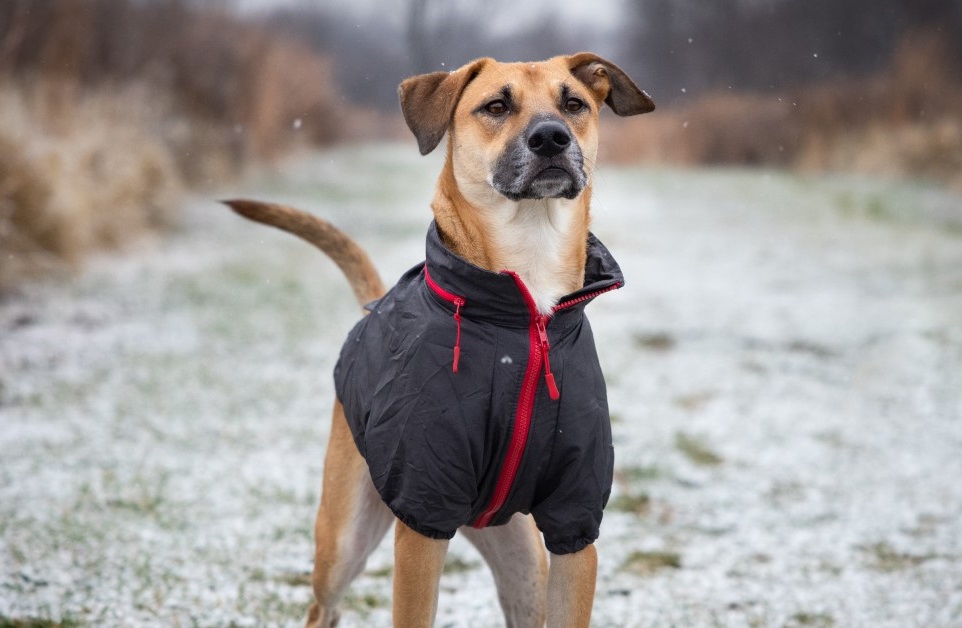 Top 10 MustHave Products for New Dog Owners Keep Discover