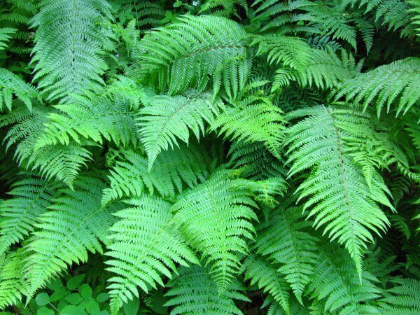 Save Money with Perennials In Your Flower Garden Keeper of the Home