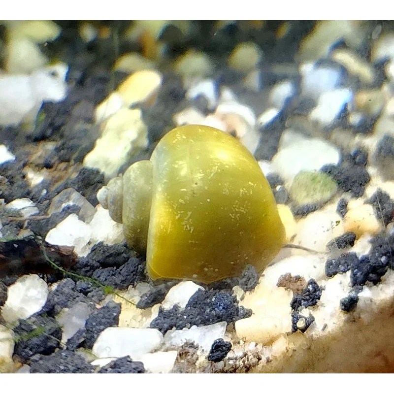 Jade Mystery Snail KGTropicals
