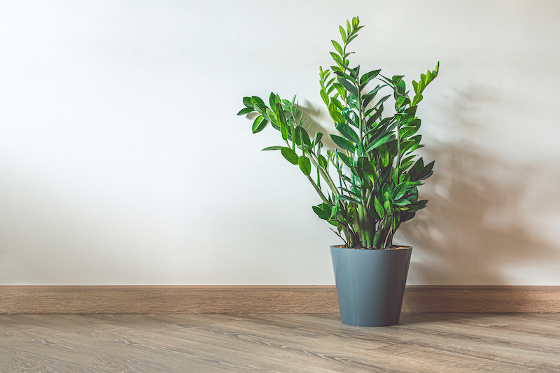 The Secrets To Growing A Large ZZ Plant Keep House Plants Alive