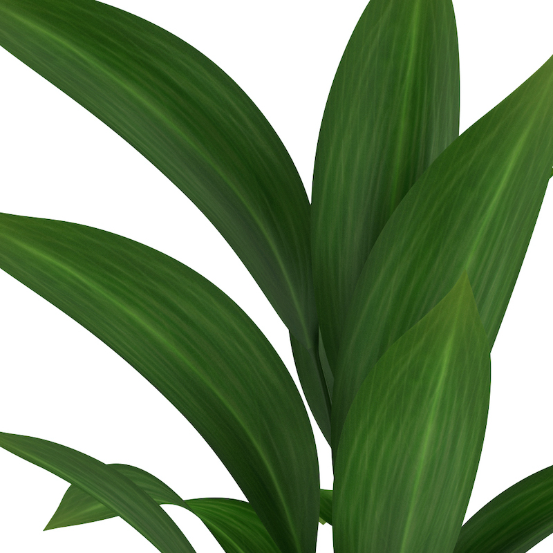 Fast Growing House Plants Keep House Plants Alive