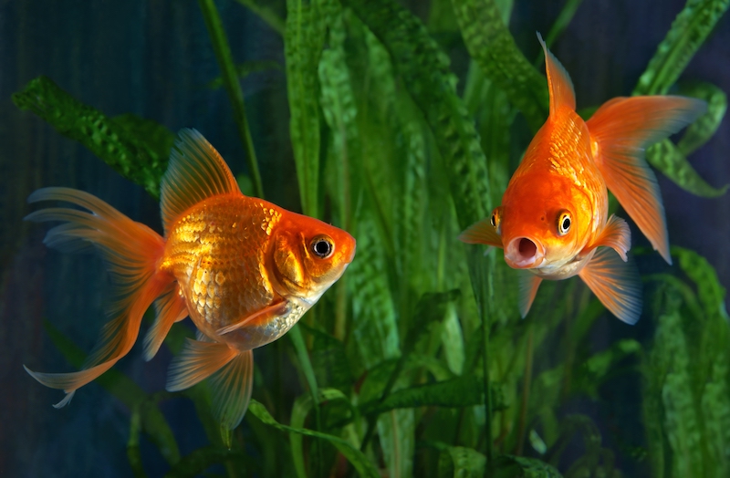 goldfish aquaponics Keep House Plants Alive