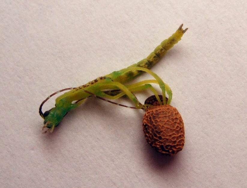 Breeding stick insects A helpful practical guide Keeping Bugs