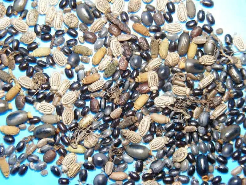 How long does it take to hatch stick insect eggs Keeping Bugs