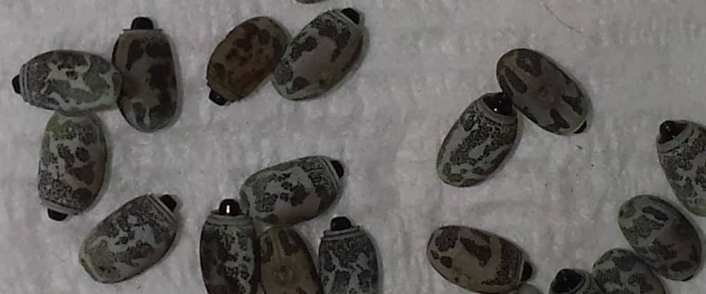 How long does it take to hatch stick insect eggs Keeping Bugs