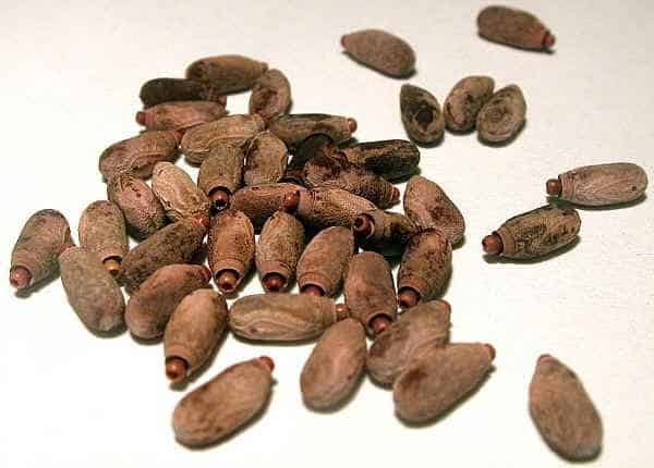 How long does it take to hatch stick insect eggs Keeping Bugs