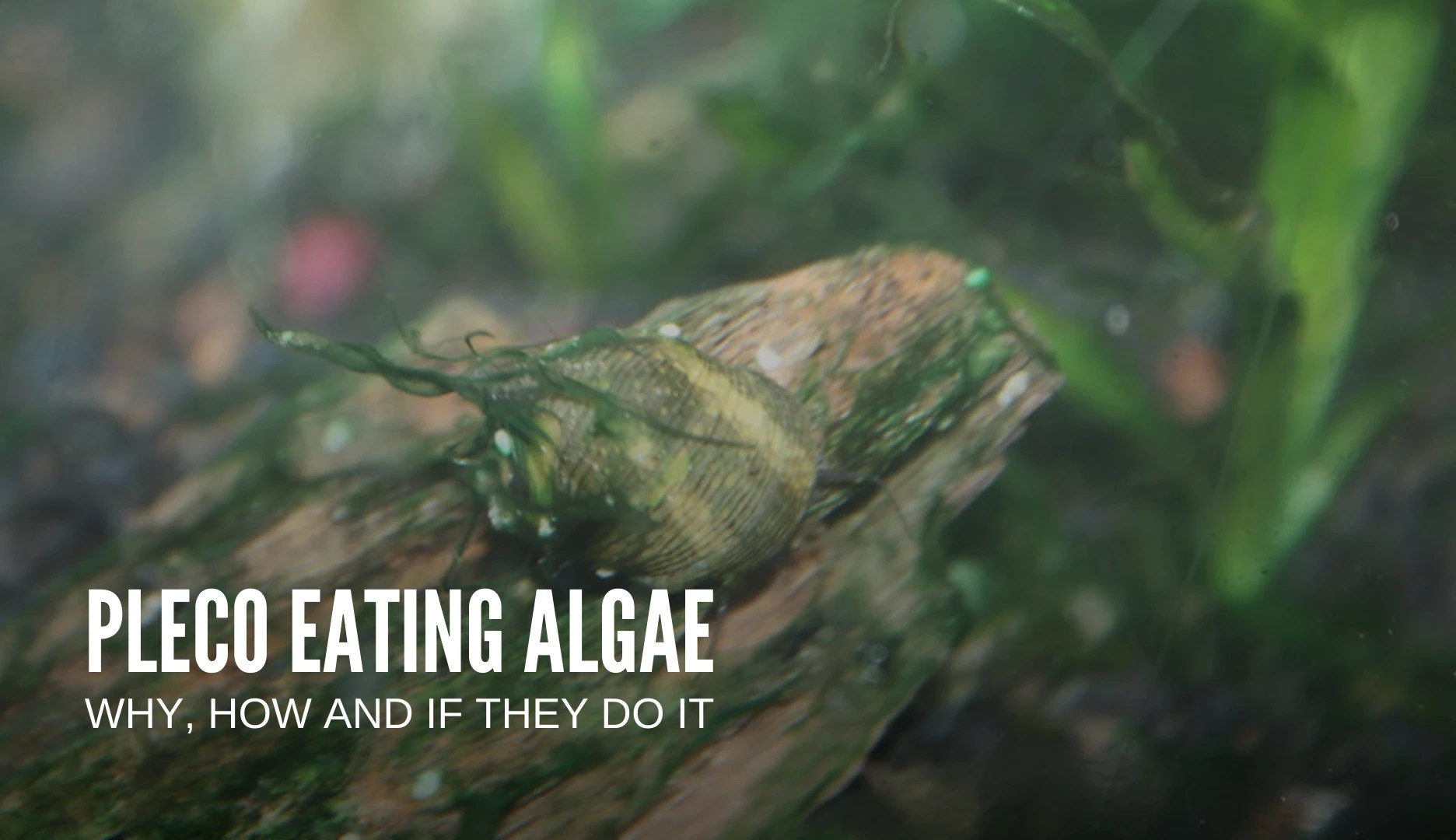 Do plecos eat algae? Keeping Catfish