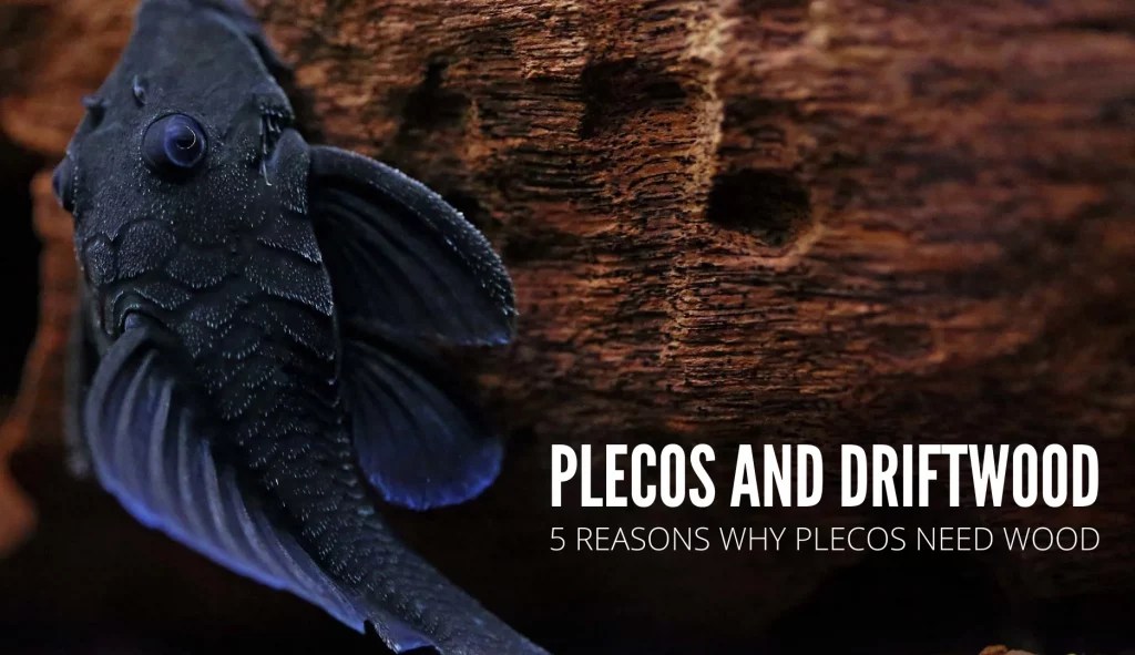 5 Reasons on Why Plecos Need Wood In Their Tank Keeping Catfish