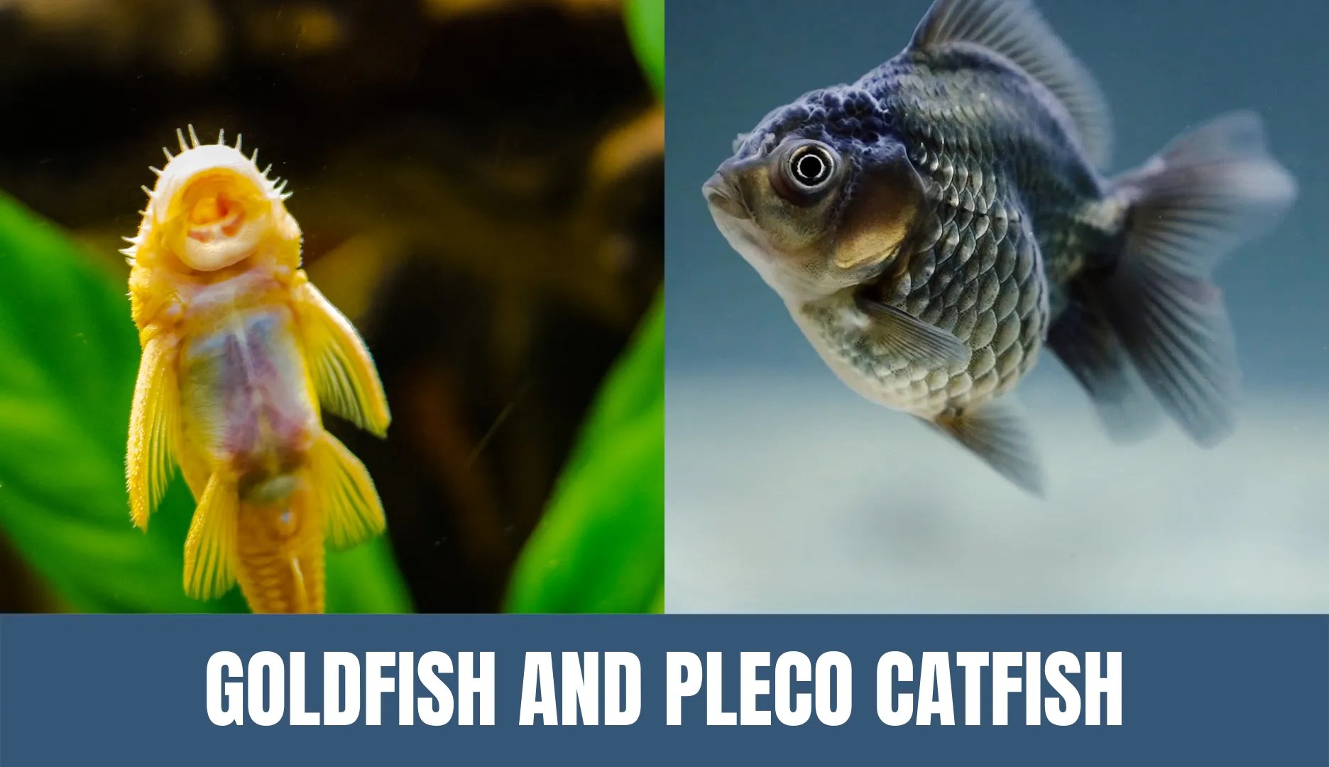 Can Plecos and Goldfish Live Together? Keeping Catfish