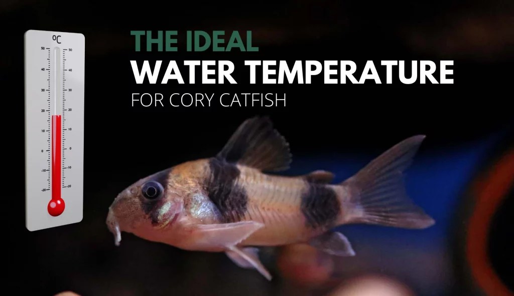 The Best Water Temperature For Cory Catfish Keeping Catfish