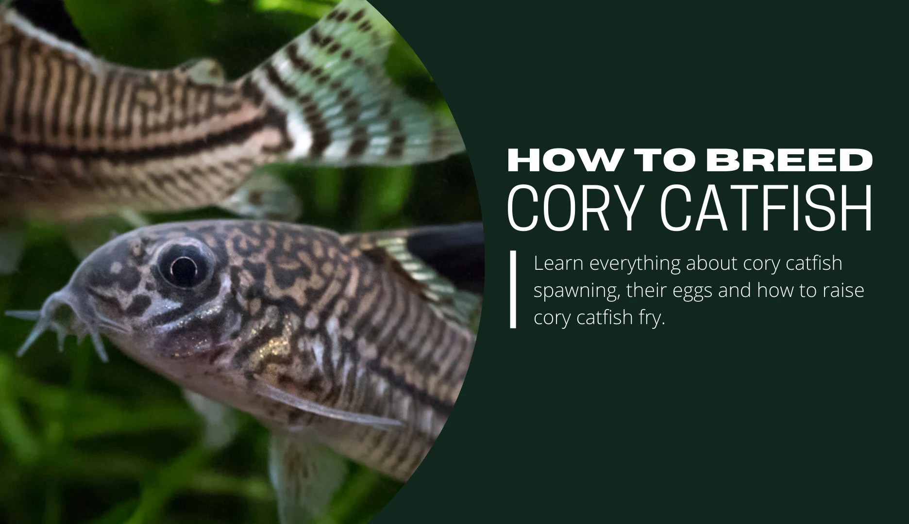 Ultimate Guide To Breeding Cory Catfish [+ Infographic] Keeping Catfish