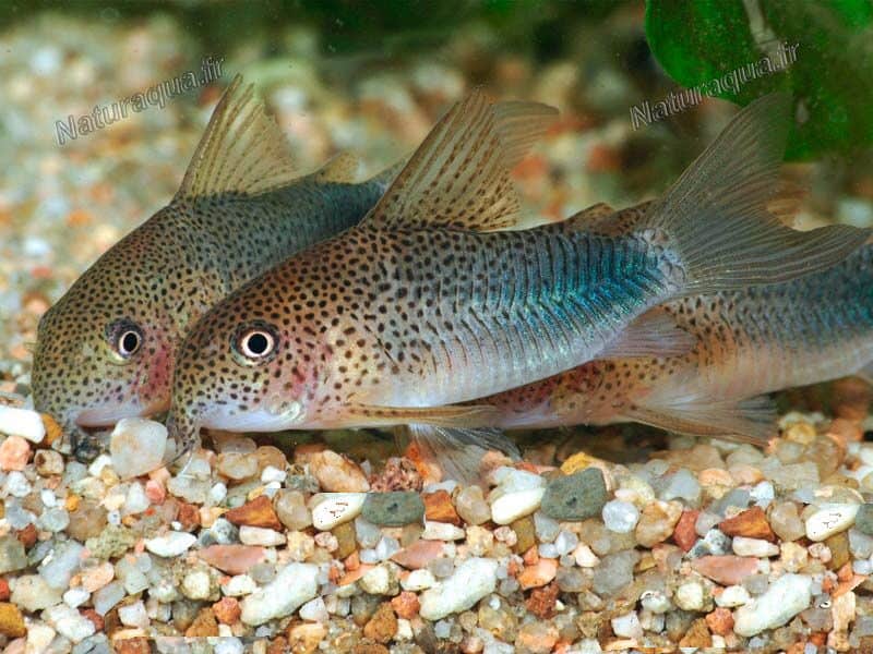 7 Small "Dwarf" Cory Catfish Species For In Your Aquarium Keeping Catfish