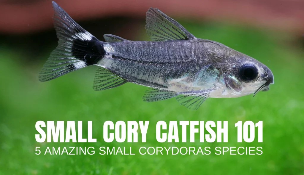 Cory Catfish Eggs 101 Care, Hatching Time, Appearance (Guide) Keeping Catfish
