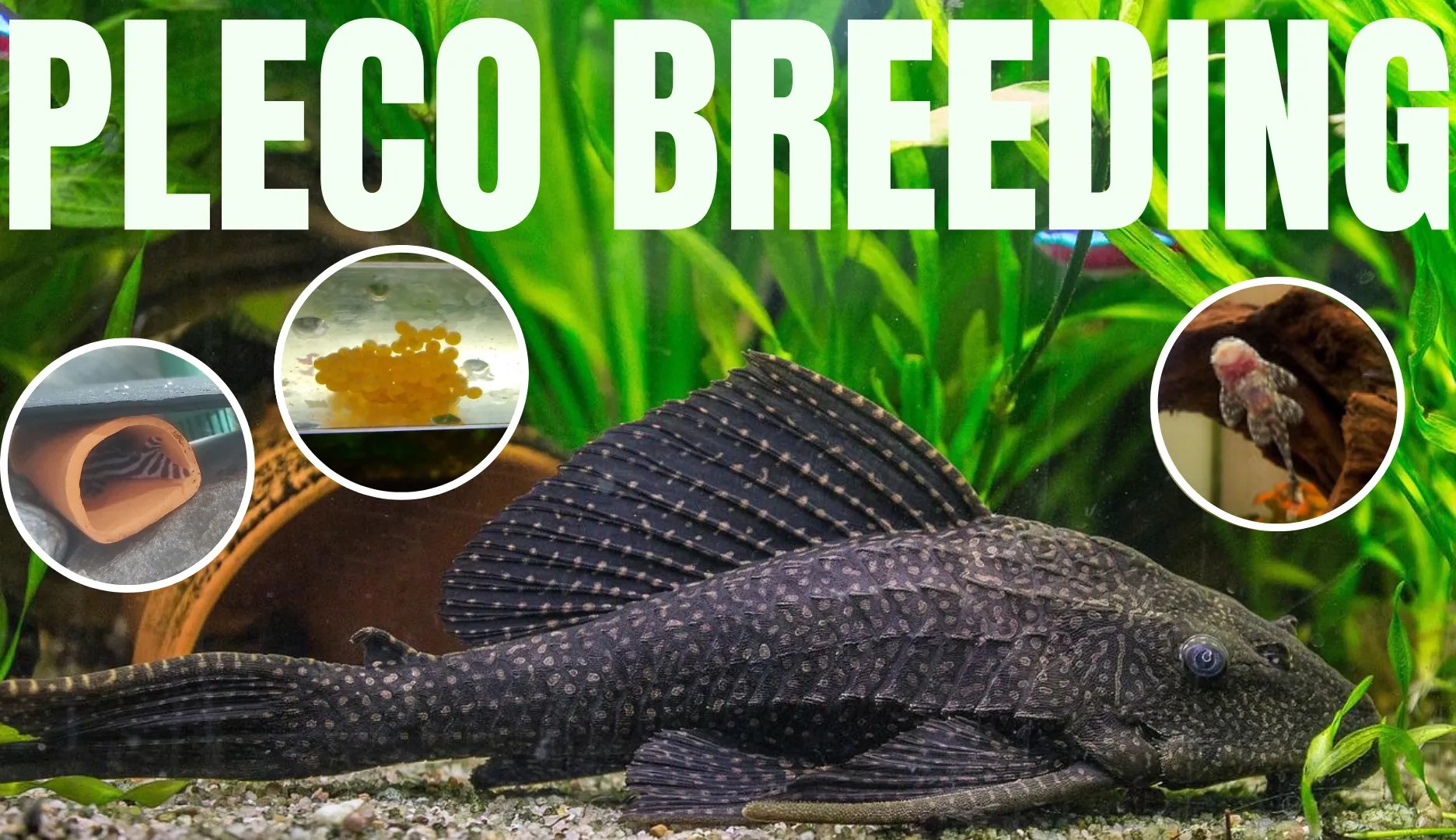 Breeding Pleco Catfish Guide With Pictures Keeping Catfish