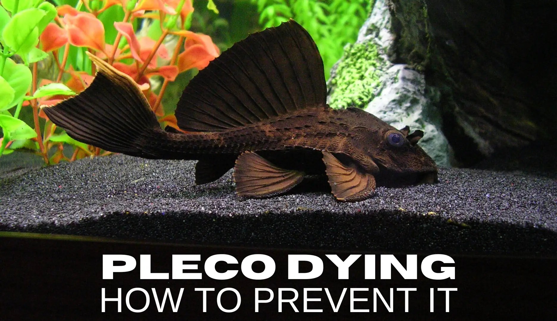 11 Signs Your Pleco Is Dying [+ How To Save It] Keeping Catfish
