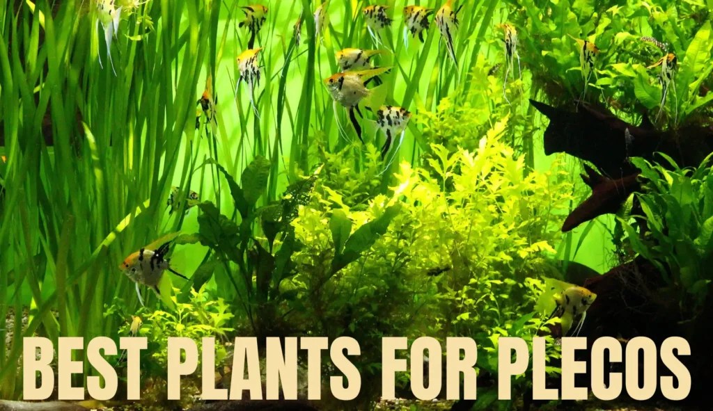 7 Best Plants For Plecos (With Pictures) Keeping Catfish