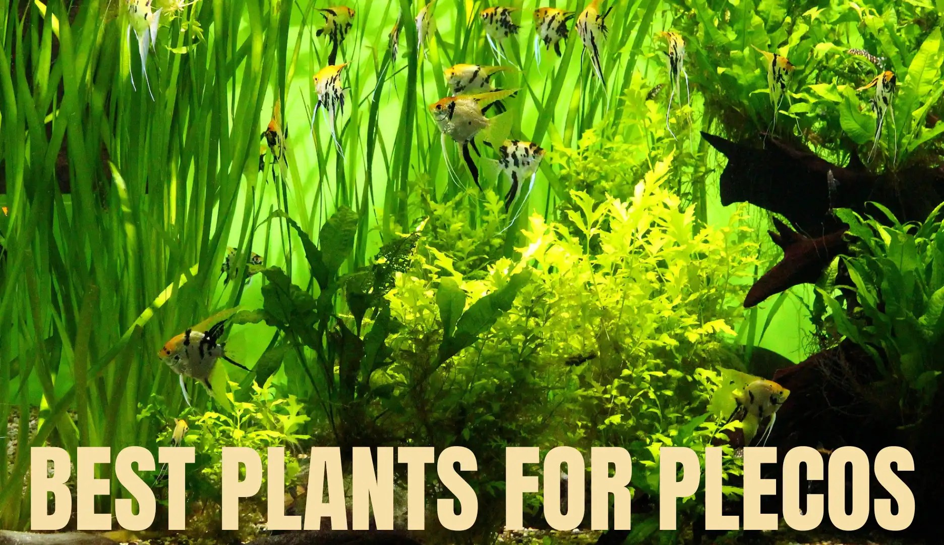 7 Best Plants For Plecos (With Pictures) Keeping Catfish