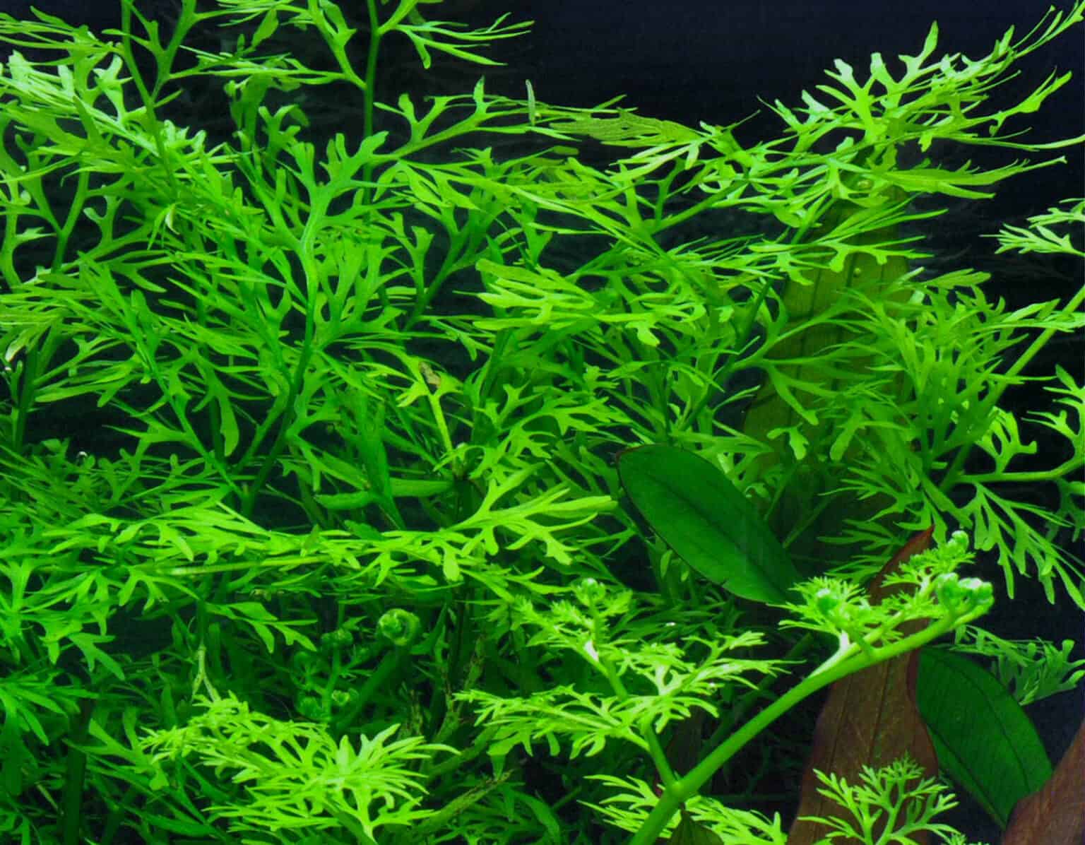11 Best Plants For Cory Catfish (Full Guide With Pictures) Keeping