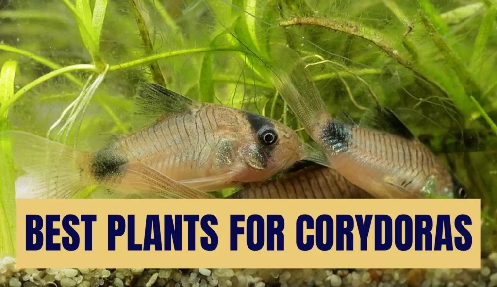 7 Small "Dwarf" Cory Catfish Species For In Your Aquarium Keeping Catfish