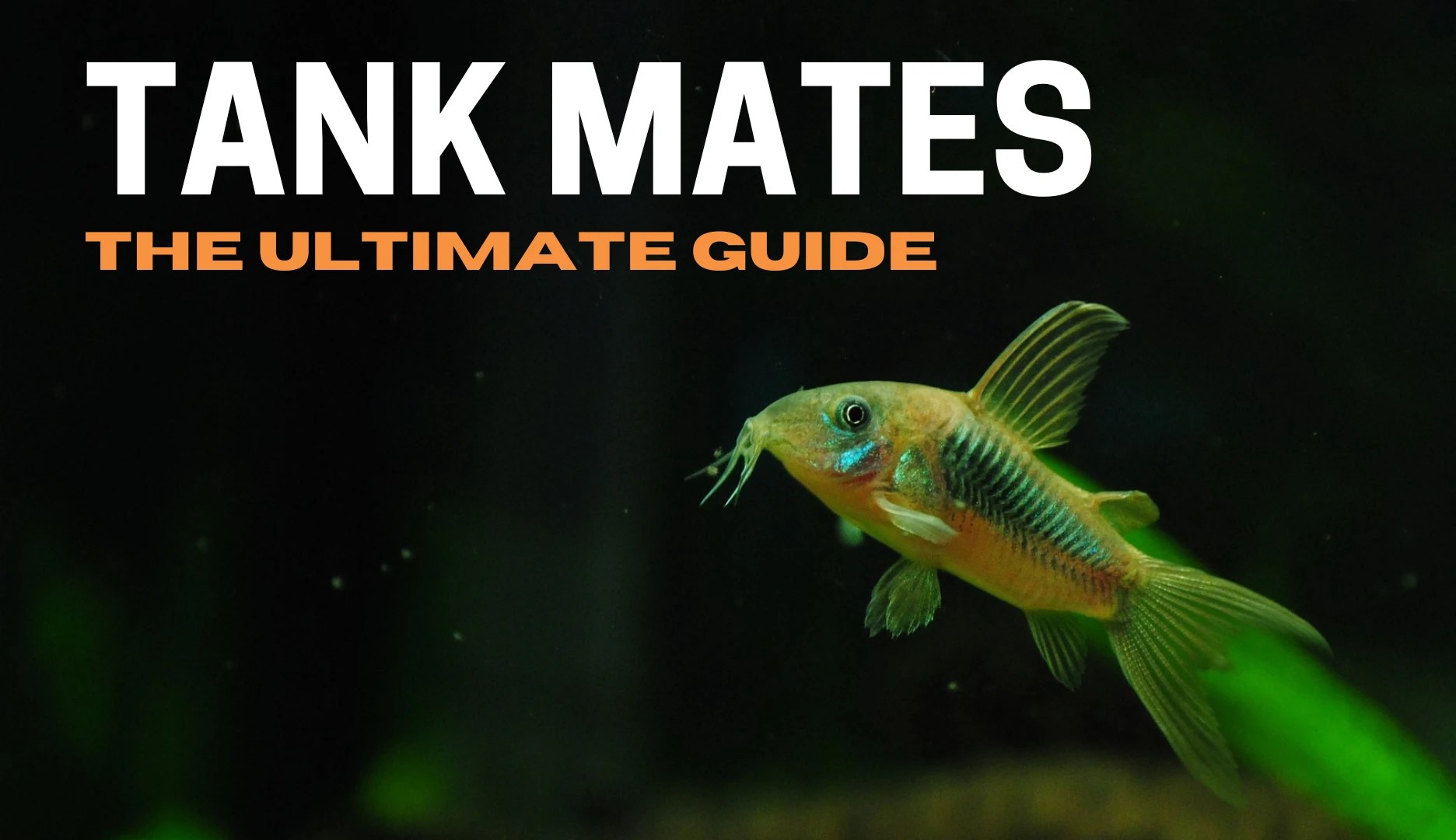 Cory Catfish Tank Mate Guide (+ 11 Best Tank Mates For Cory Catfish) Keeping Catfish