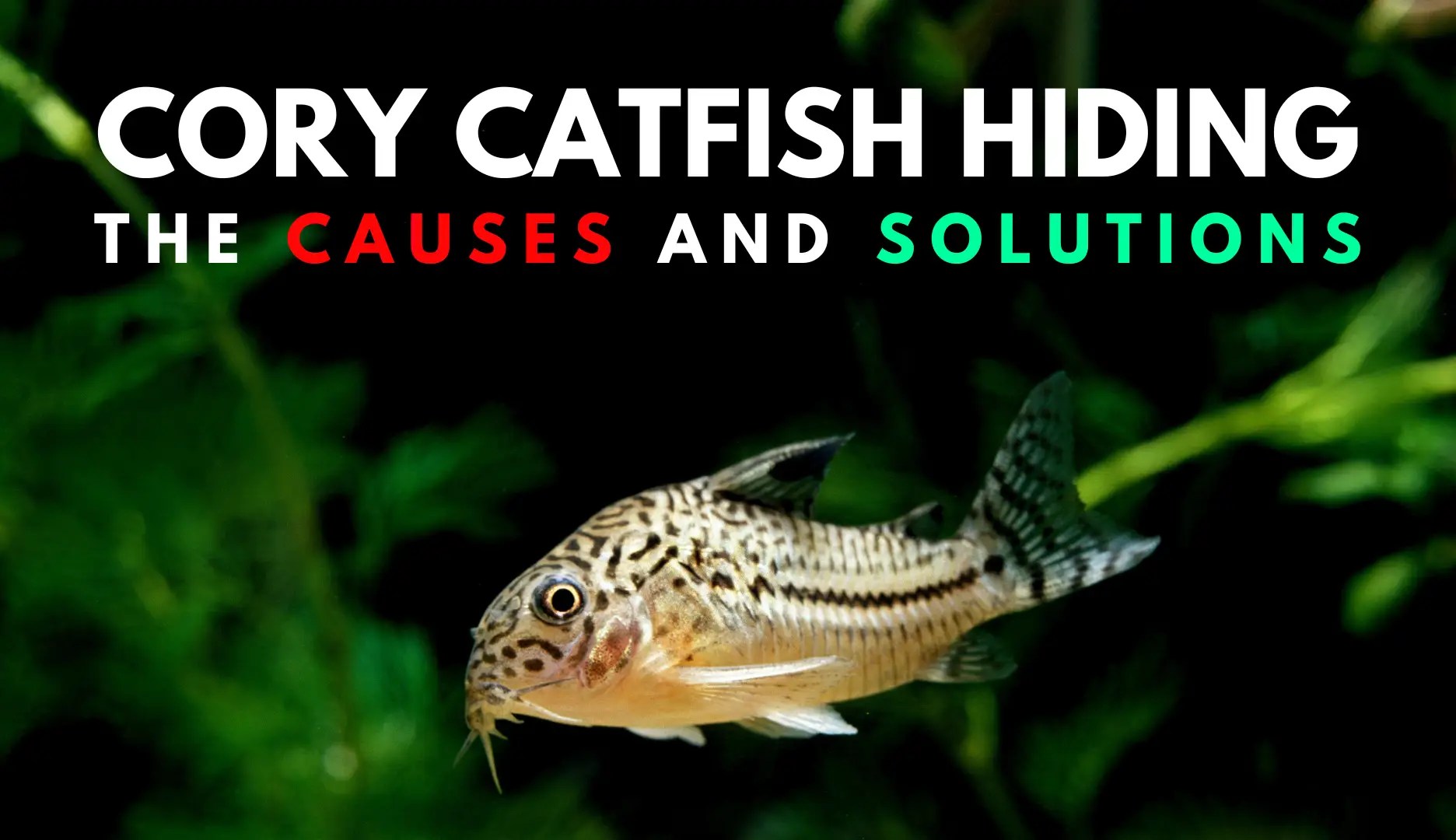 Why Your Cory Catfish Is Hiding & 10 Tips To Make Them More Active