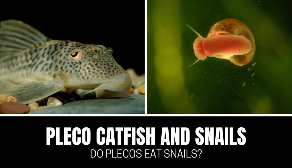 What do Plecos Eat? Healthiest Pleco Diet (Full Guide) Keeping Catfish