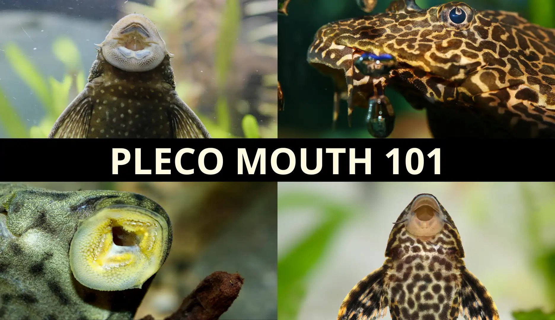 Pleco Mouth 101 Diseases, Anatomy, Fungus, & More! Keeping Catfish