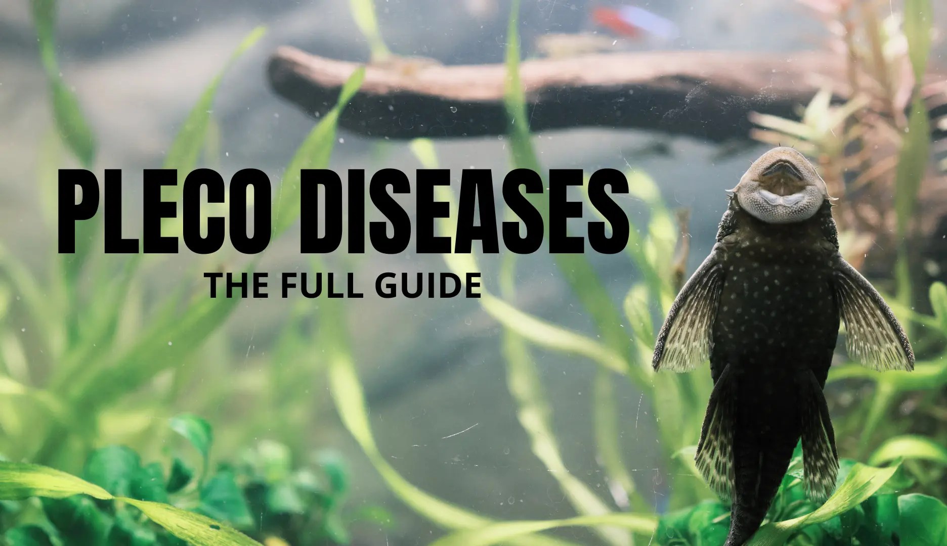 Pleco Diseases and Their Causes (Detailed Guide) Keeping Catfish