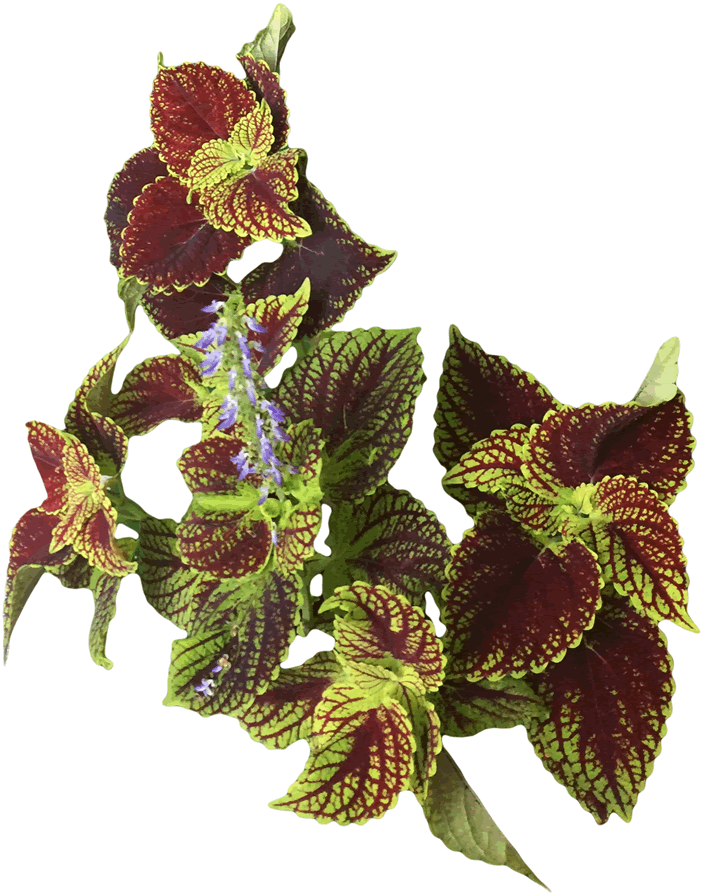 Coleus_02resize Keeping Dad Alive