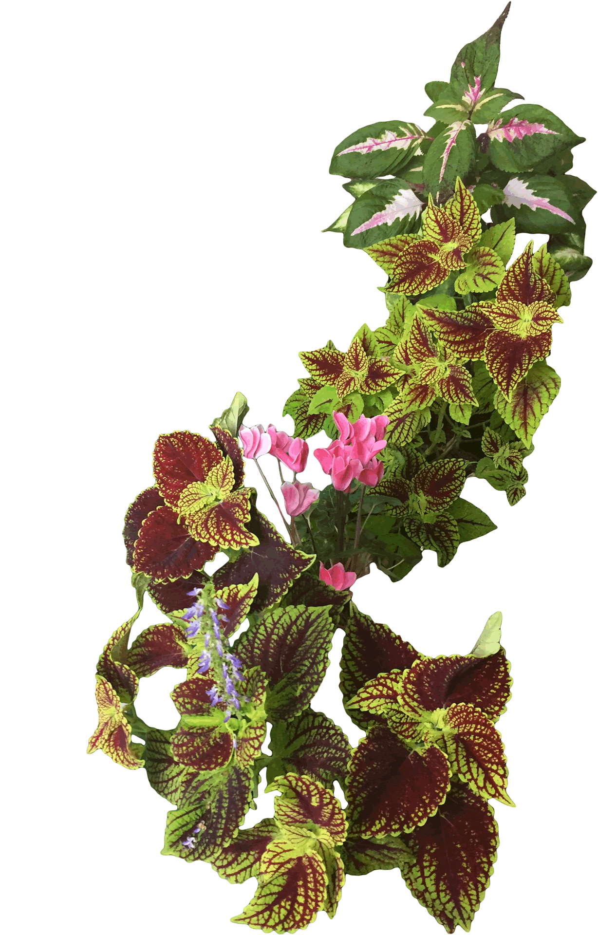 Coleus_large_01resize Keeping Dad Alive