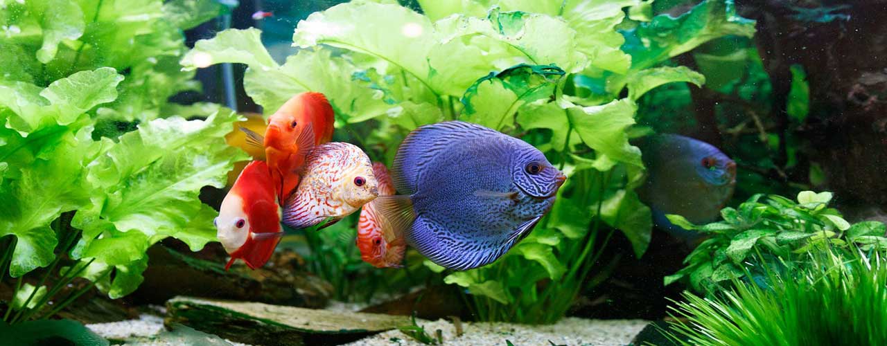 Keeping Fish UK Aquarium Products & Beginner Guides