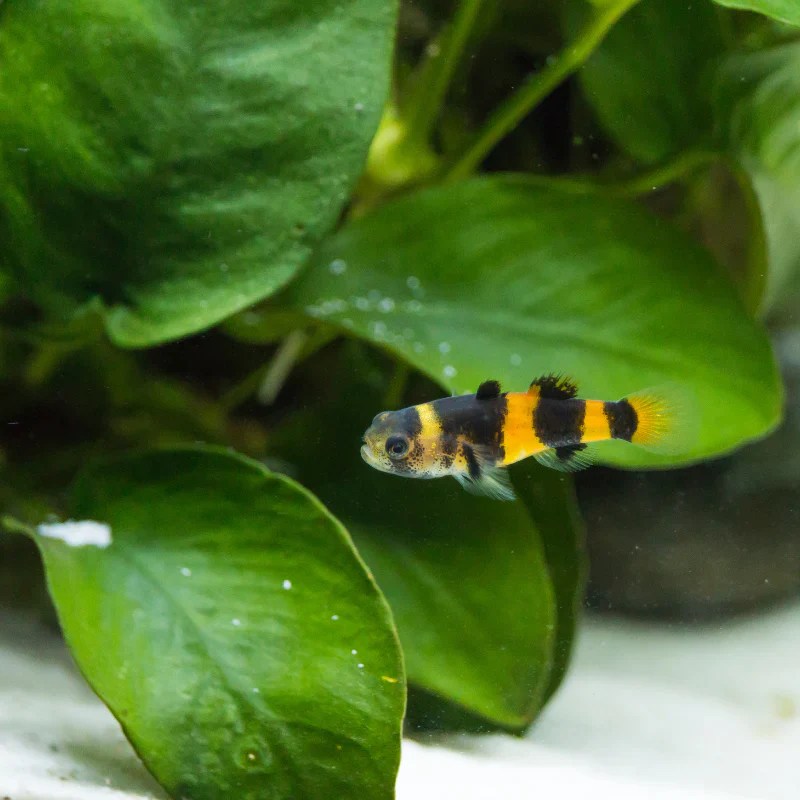 Bumblebee Goby (1.5cm) KeepingFishSimple