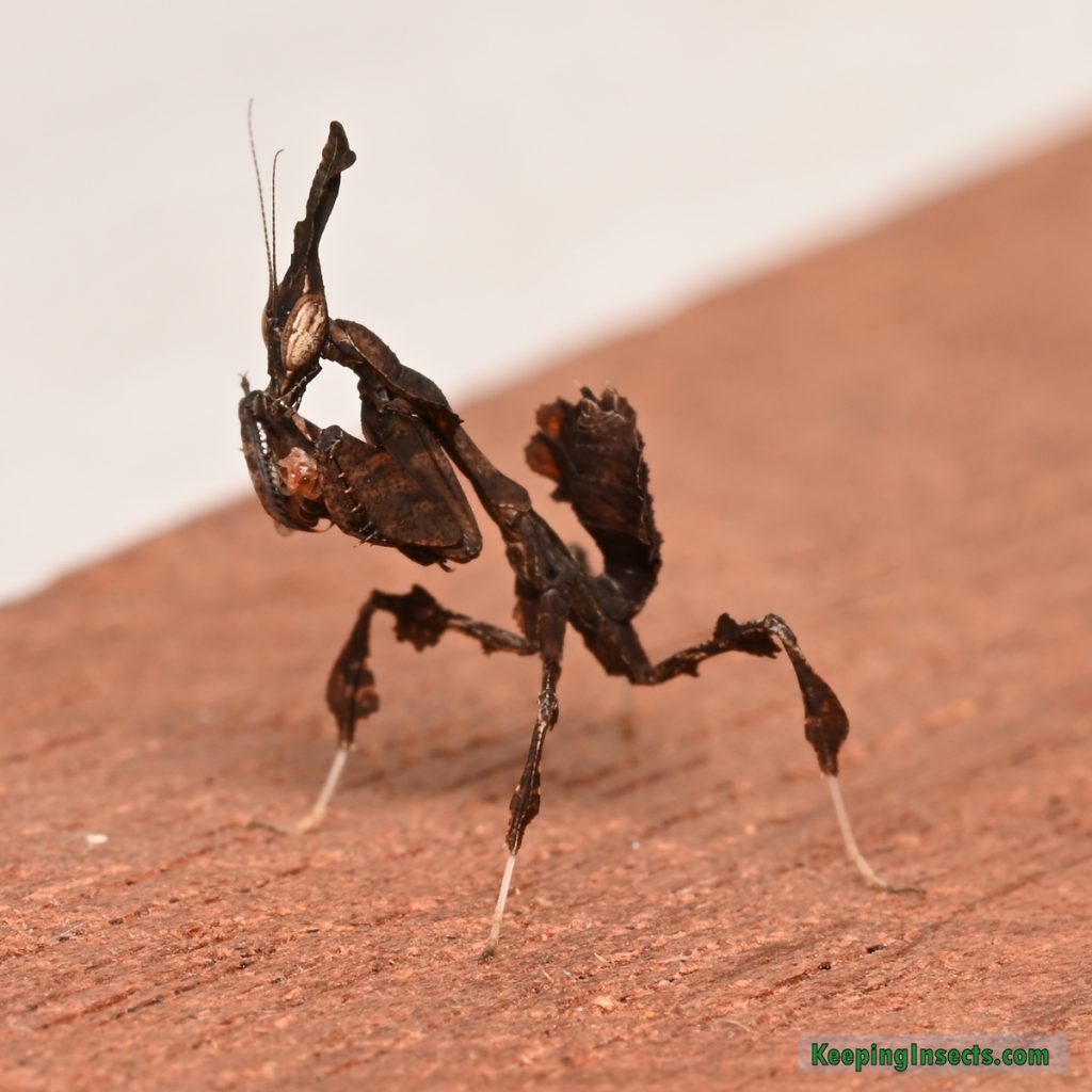 Ghost Mantis Phyllocrania paradoxa Keeping Insects