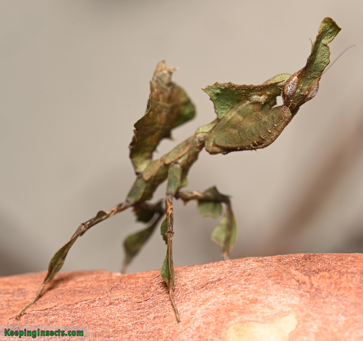 Ghost Praying Mantis