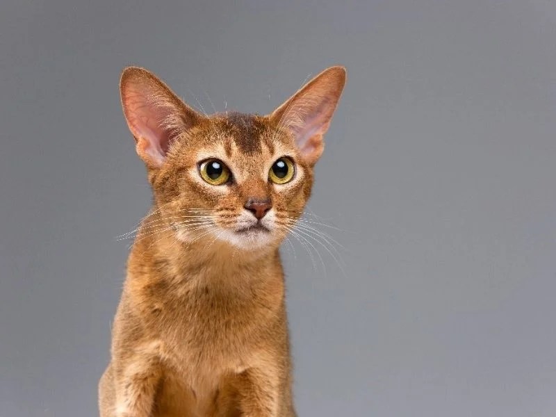 10 Most Famous Cat Breeds with Big Ears