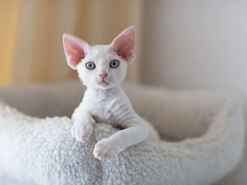 10 Most Famous Cat Breeds with Big Ears