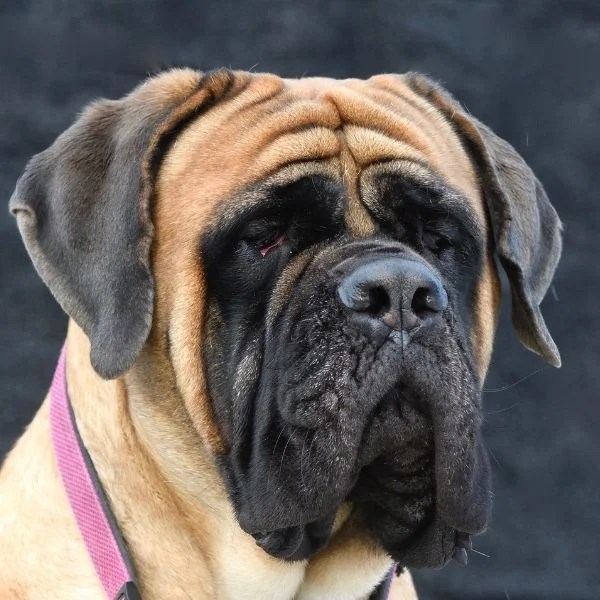 Dog Breeds 10 Best Guard Dogs