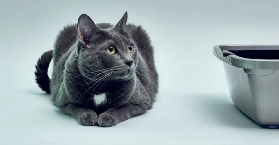 5 Reasons Kitten Not Using Litter Box How To Fix It
