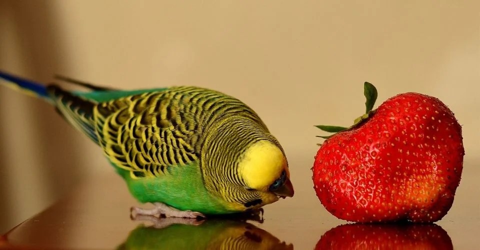 Can Parakeets Eat Strawberries