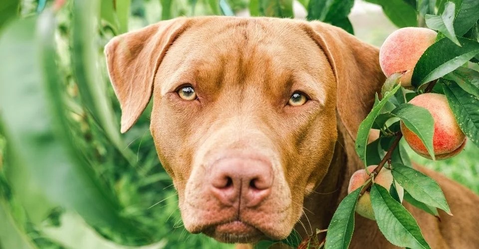 Can Dogs Eat Nectarines?