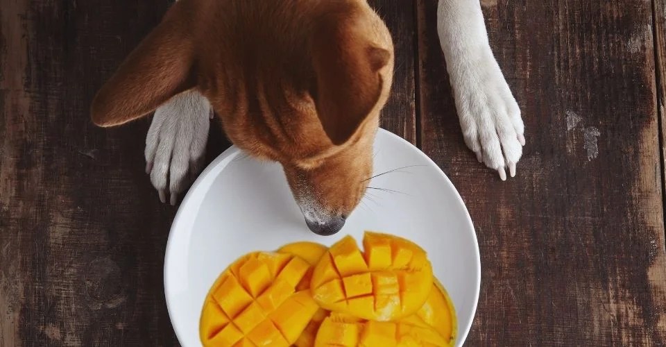 Can Dogs Have Mangoes? The Goods and the Bads