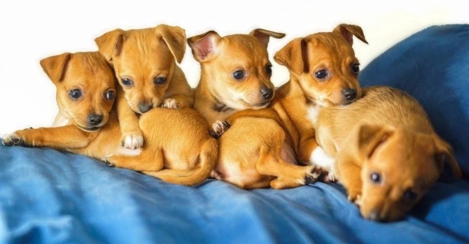 Top 10 how much does a chiweenie cost You Need To Know