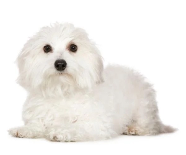 16 Most Popular Small White Dog Breeds