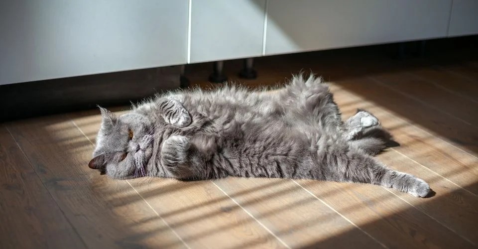 Do Cats Have Belly Button?