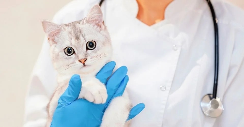 How Often Do You Take a Cat to the Vet