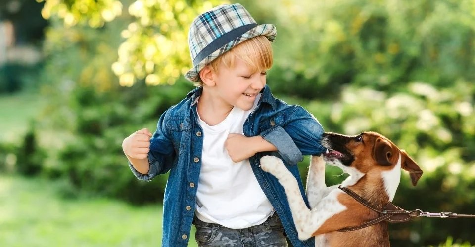 Dog Training How to Discipline a Puppy?