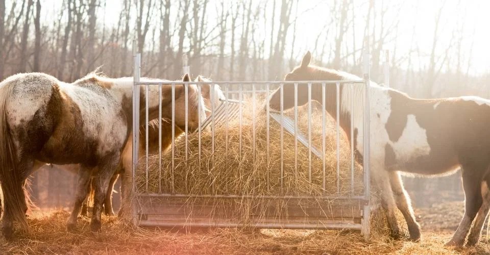 Horse Food What Do Horses Eat?