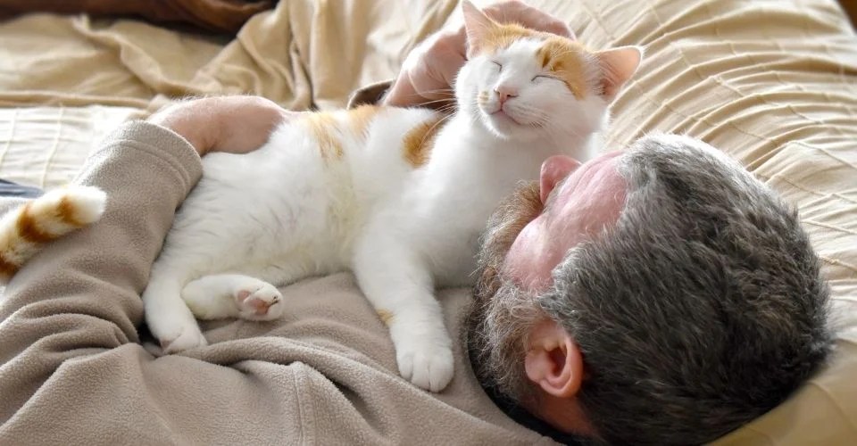 Understanding Why Does My Cat Lay on My Chest