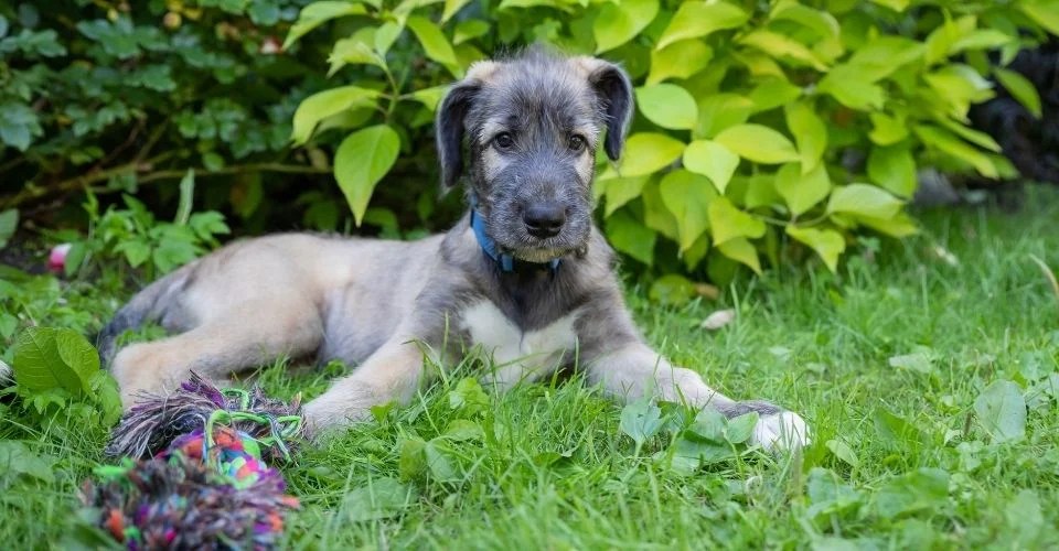 9 Most Popular Native Irish Dog Breeds